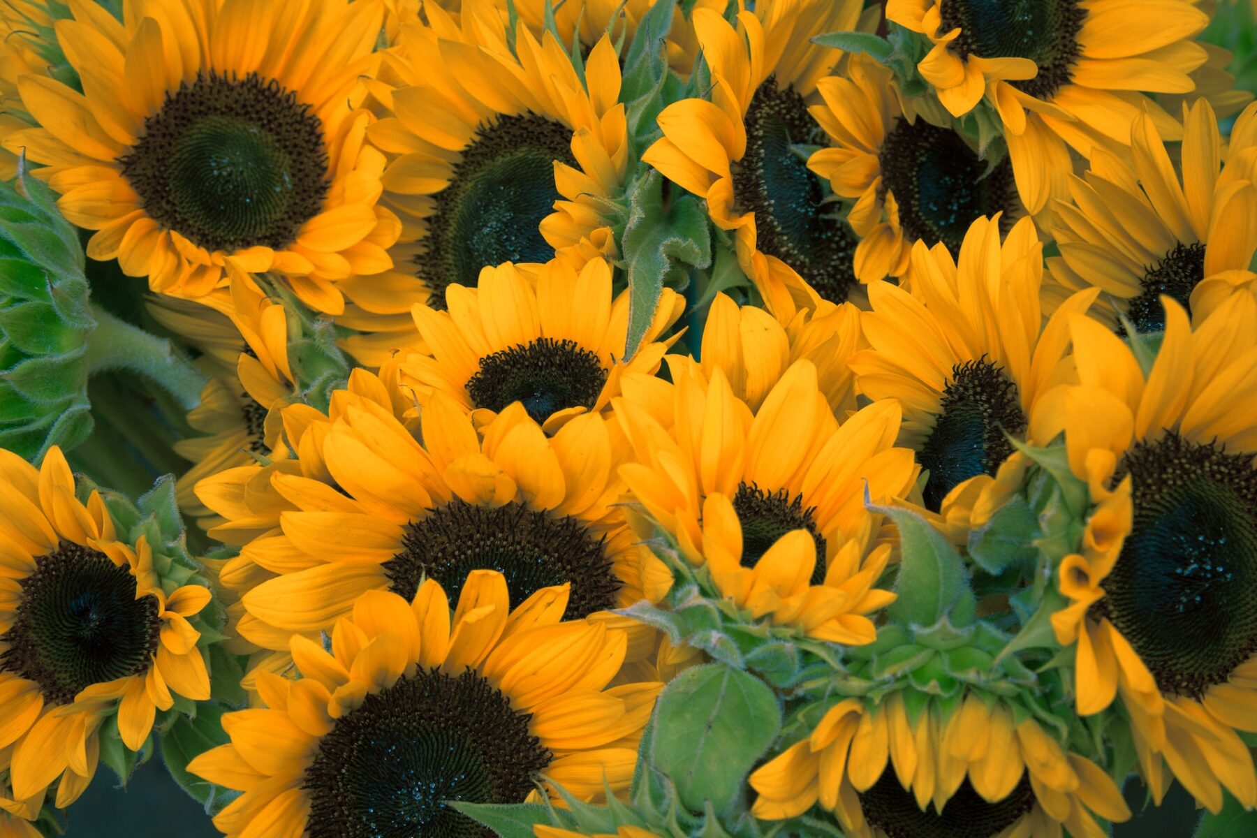 A field of sunflowers