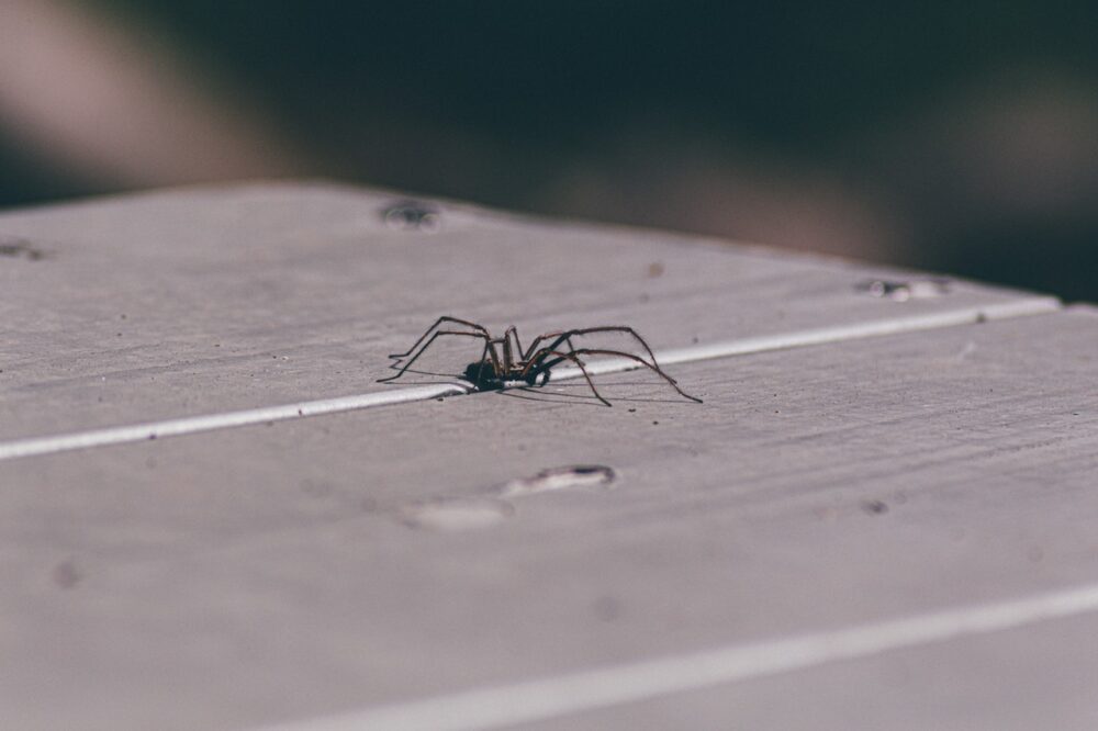 A spider walks on a wooden table outside.