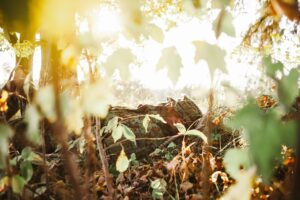 A soldier sleeps with legs raised amidst foliage