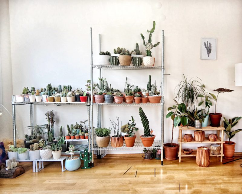 image of house plants to show botanical interior design trend 