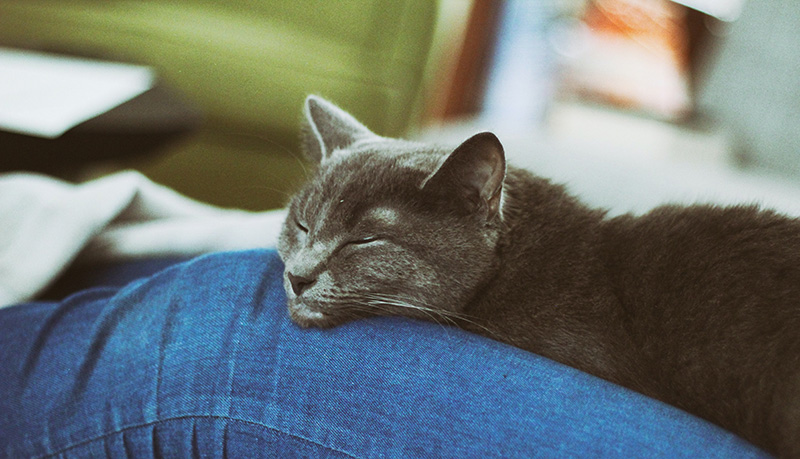 A grey cat rests its chin on the jean-covered knees of its owner.