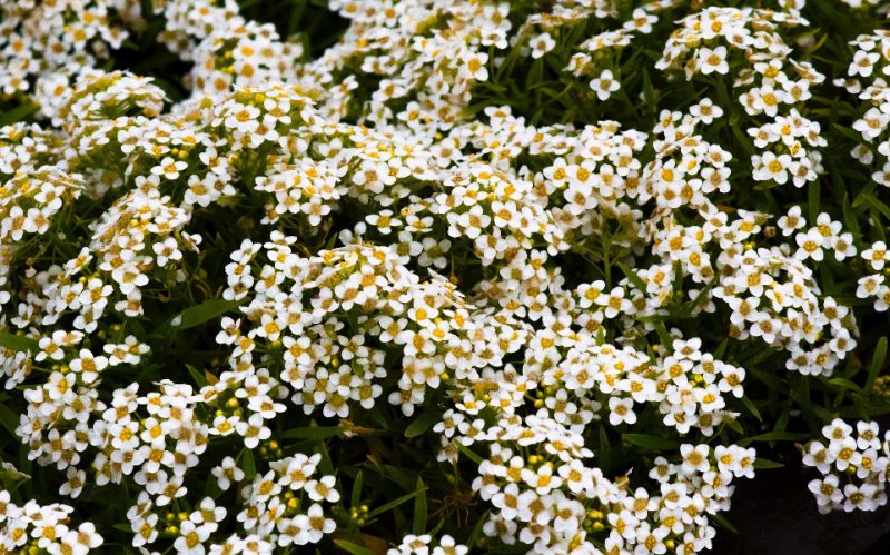 image of chamomile flower to represent as an essential oil