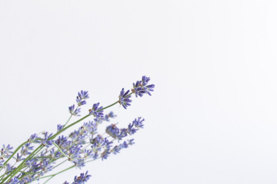 image of lavender for sleep