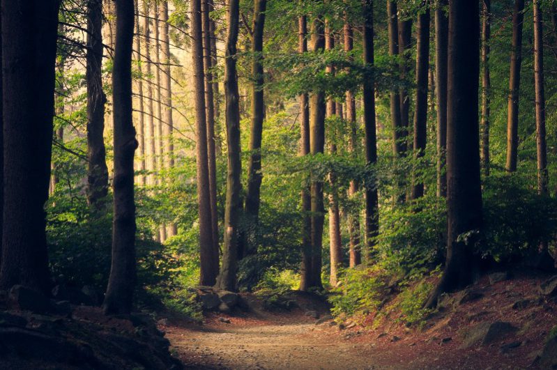 image of forest to represent sandalwood tree for sleep