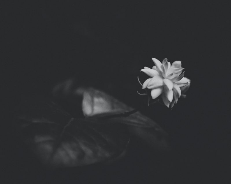 Image of jasmine flower for sleep