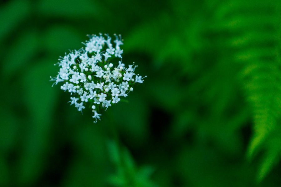 image of valerian flower for sleep