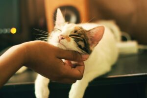 Sleepy cat being stroked