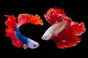 Two betta fish. One is red, blue and white, with a tinge of orange. The other is more pinkish-red.