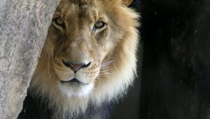 A lion leaning against rock, with a black background, looking directly at the camera with a relaxed expression.