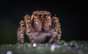 A close up of a brown spider from the front, standing on a wet ground with a black background.