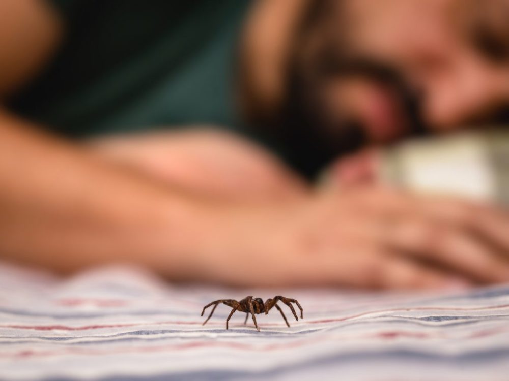 A spider crawls across a blanket near a sleeping man.